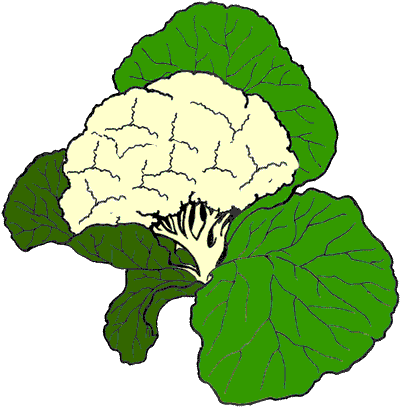 Coliflor