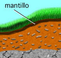 mantillo