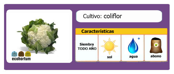 Coliflor