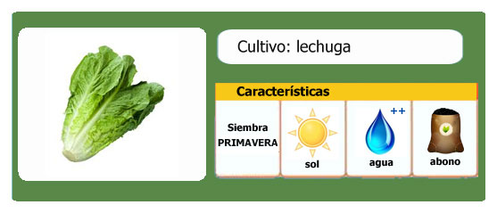 Lechugas