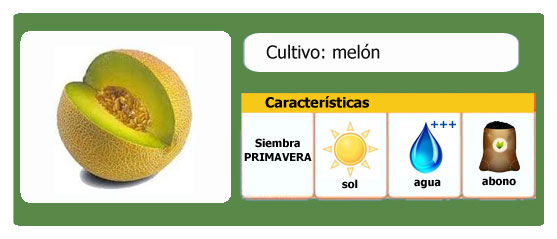 Melón