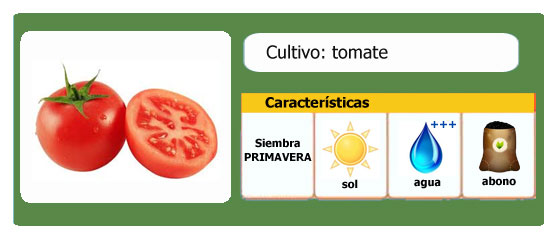 Tomate